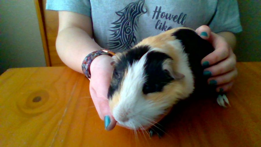 The Basics of Taking Care of a Guinea Pig