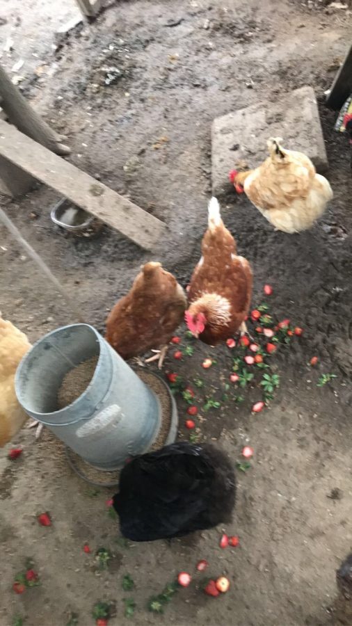 Living With Chickens 101